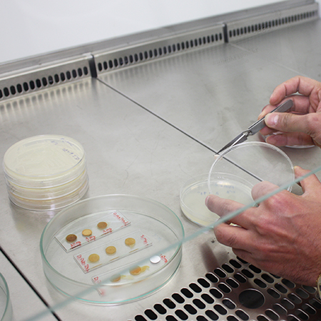 recherche esb bois bacteries