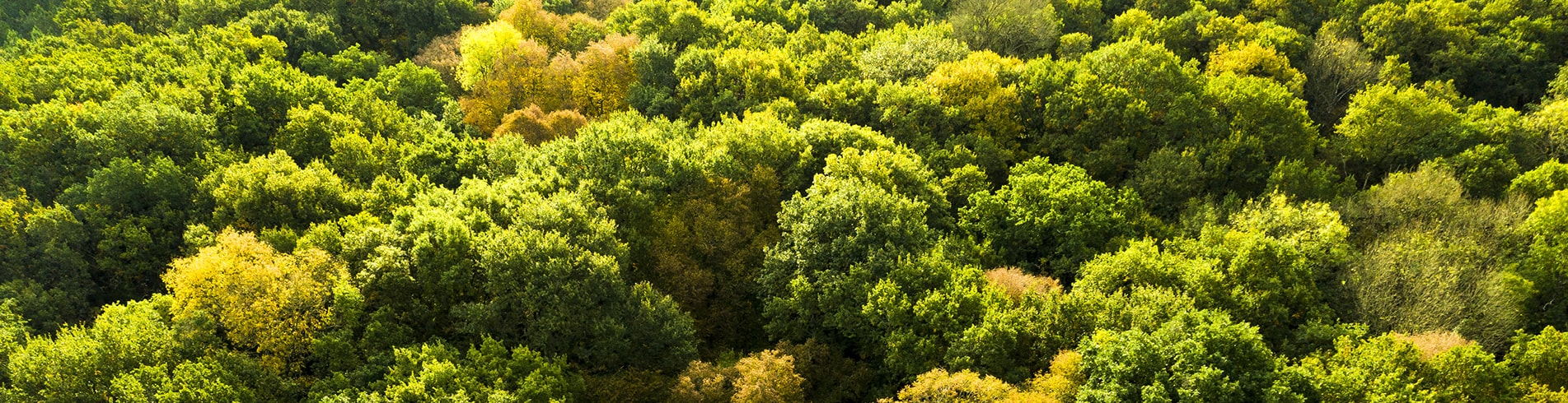 foret de groulais à nantes