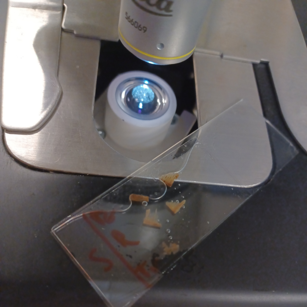 Observation microscopique lors du cours anatomie du bois